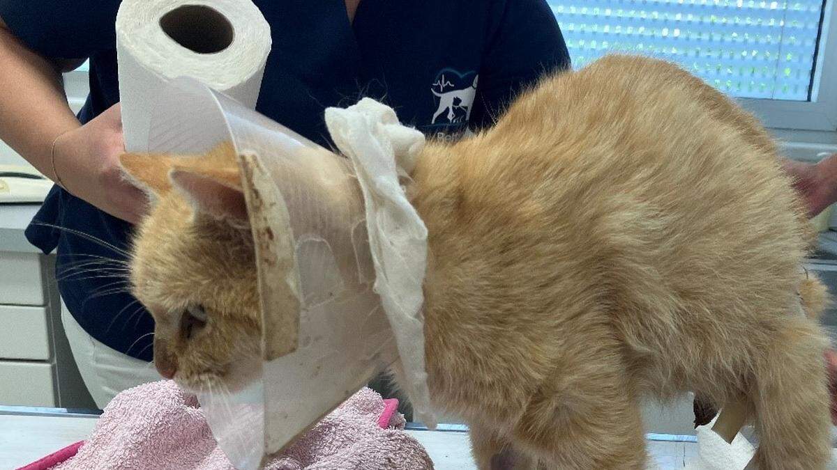 Die Katze wurde angeschossen und schwer verletzt