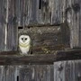 Die Schleiereule brütet bevorzugt in Nischen alter Scheunen