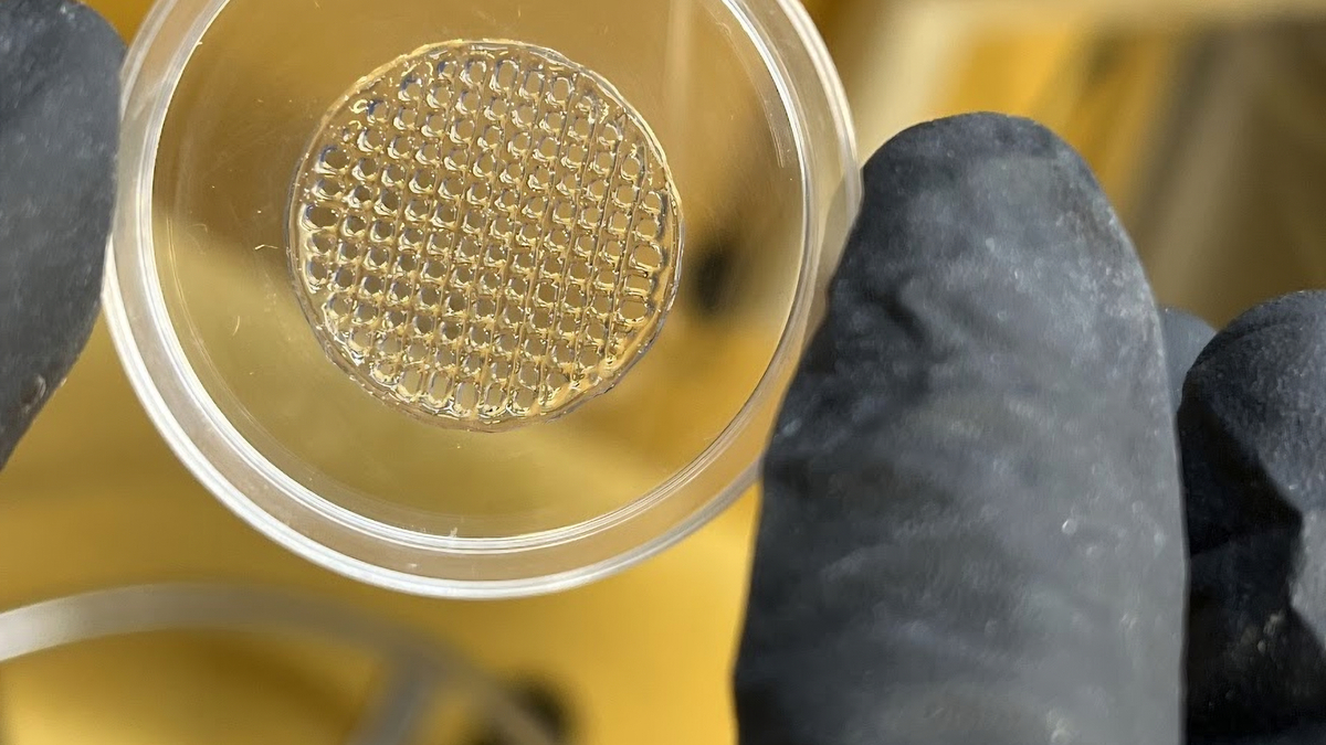 D-gedruckte Struktur aus optimiertem Hydrogel. Bildquelle: Manisha Sonthalia - Vellore Institute of Technology 