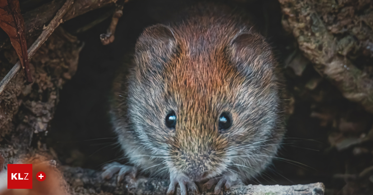 Gef-hrliches-M-use-Virus-Warum-Steirer-beim-Fr-hjahrsputz-im-Garten-aufpassen-sollten