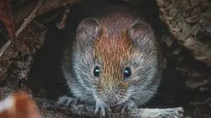 Sieht süß aus, aber: Die Rötelmaus überträgt das Hantavirus 