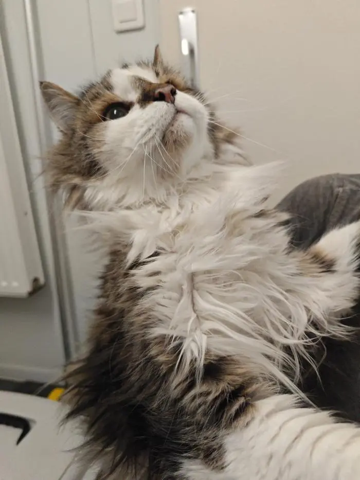 Eine der geretteten Katzen