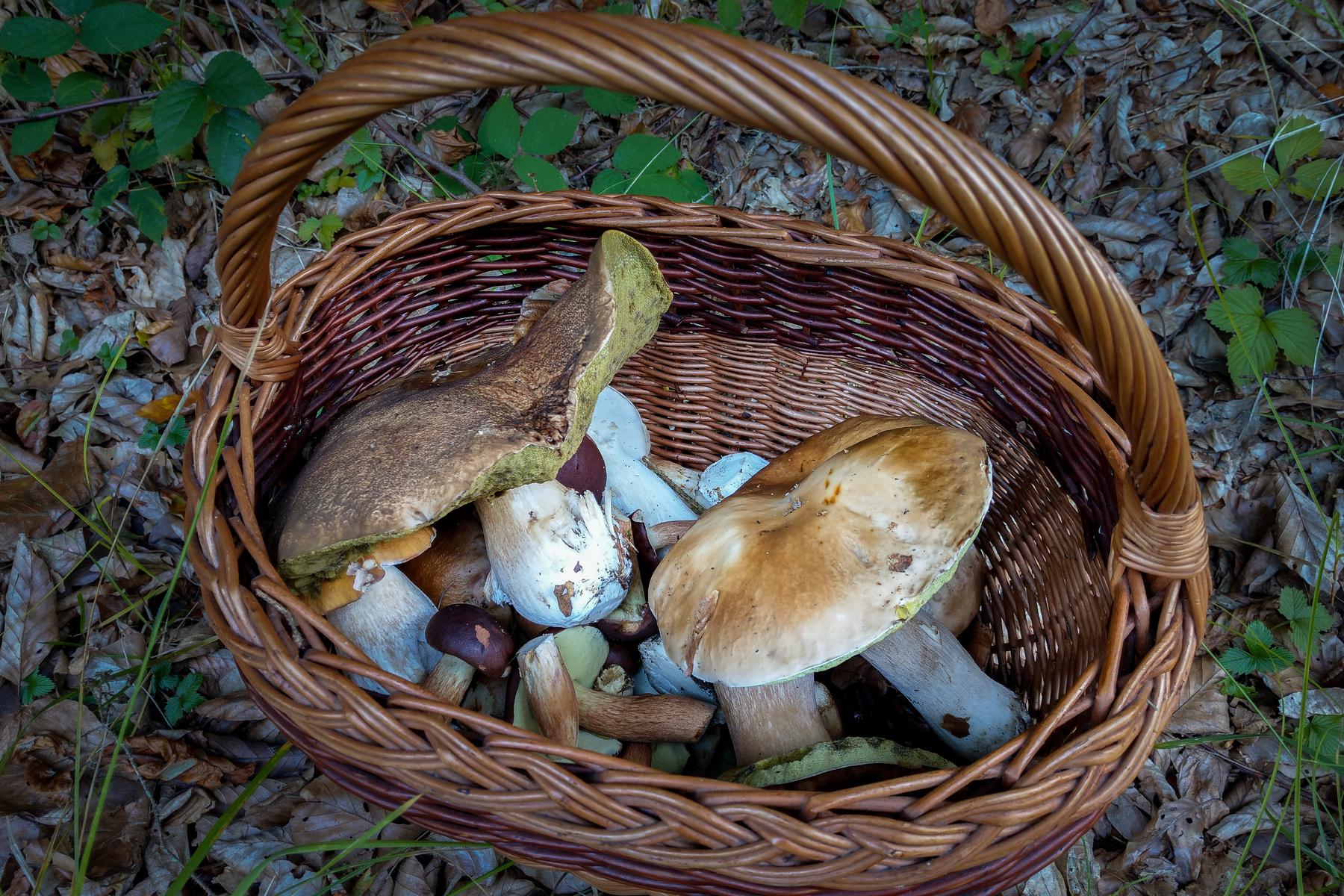 Parasole, Eierschwammerl & Co.: Gute Aussichten? Wie sich das Wetter auf die Pilzsaison auswirkt