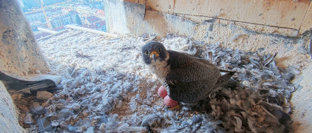 Das Wanderfalkenmännchen Eich brütet mit seiner  Partnerin Tavda am Turm der Herz-Jesu-Kirche. Zwei Eier lagen am Dienstag bereits im Nest