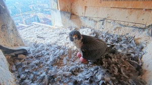 Das Wanderfalkenmännchen Eich brütet mit seiner  Partnerin Tavda am Turm der Herz-Jesu-Kirche. Zwei Eier lagen am Dienstag bereits im Nest