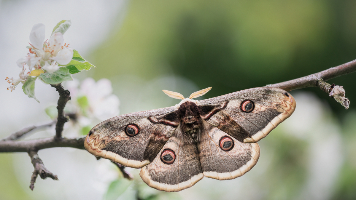 Das Wiener Nachtpfauenauge kann handtellergroß werden