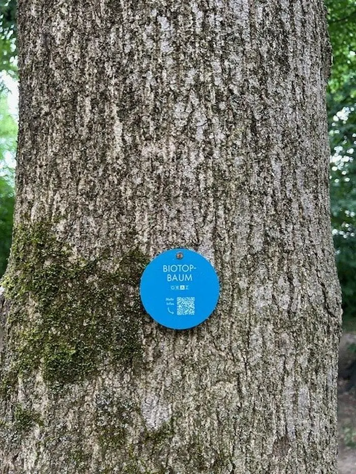 Foto einer blauen, runden Plakette auf einem Baumstamm | „Biotop-Baum“, versehen mit einem QR-Code: So sieht die neue Plakette aus