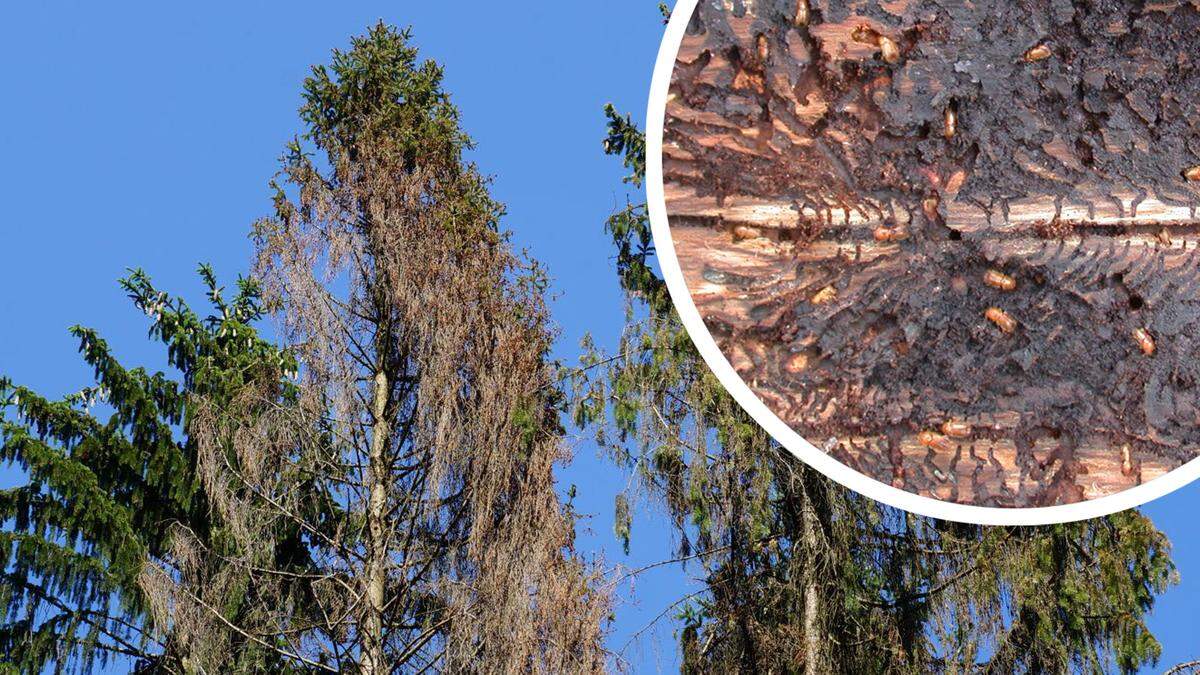 Ein von Borkenkäfer befallener Baum bzw. ein Fraßbild des Käfers