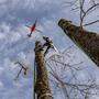 Per Hubschrauber werden die Bäume oder Baumteile nach oben gezogen und entfernt