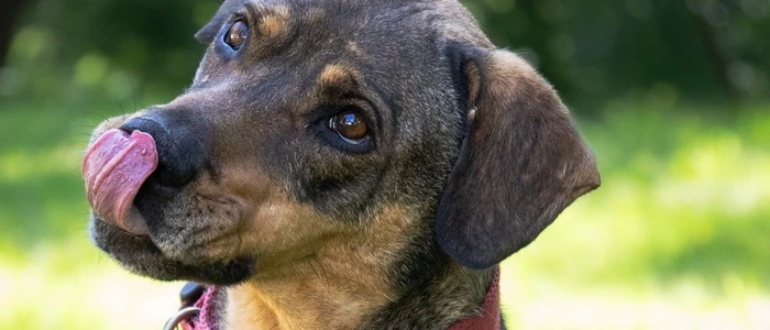 Schäferhund-Mischling „Bud“ ist wieder bei der Arche Noah