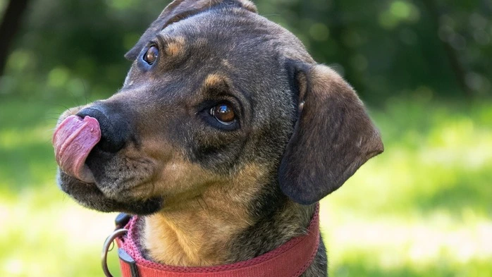 Schäferhund-Mischling „Bud“ ist wieder bei der Arche Noah