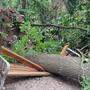 Im Leechwald krachte ein Baum gar auf eine Sitzbank