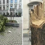 Die Stadt Graz setzt seit mehreren Jahren vermehrt Bäume im Straßenraum. Jetzt hat der Sturm eine