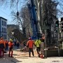 Der Baum wurde am Donnerstag Stück für Stück abgetragen
