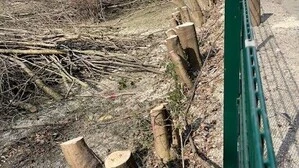 Von gefällten Bäumen in der Hilmteichstraße bleiben nur Baumstümpfe über