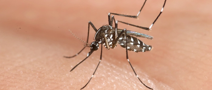Die Asiatische Tigermücke (Aedes albopictus) ist an ihrer schwarz-weißen Zeichnung gut zu erkennen. Sie nutzt kleinste Wasseransammlungen als Brutstätten