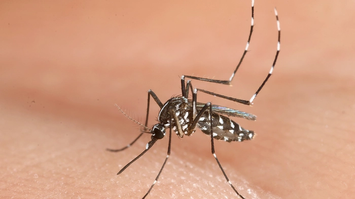 Die Asiatische Tigermücke (Aedes albopictus) ist an ihrer schwarz-weißen Zeichnung gut zu erkennen. Sie nutzt kleinste Wasseransammlungen als Brutstätten