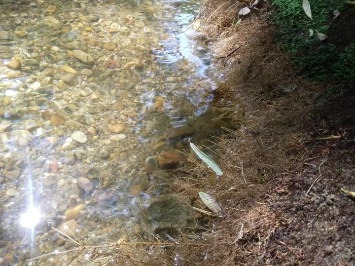 So soll es aussehen: Wurzelbärte ragen ins Wasser und werden von kleinen Organismen bevölkert