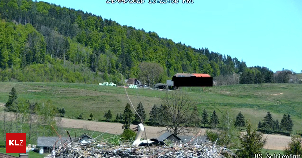 Jetzt-hat-auch-Gratwein-Stra-engel-eine-Storchenkamera