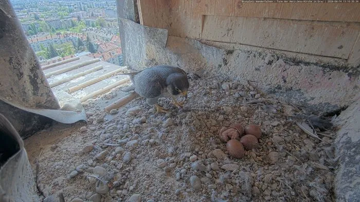 Die Wanderfalken Inge und Ivica brüten heuer zum vierten Mal am Turm der Grazer Herz-Jesu-Kirche