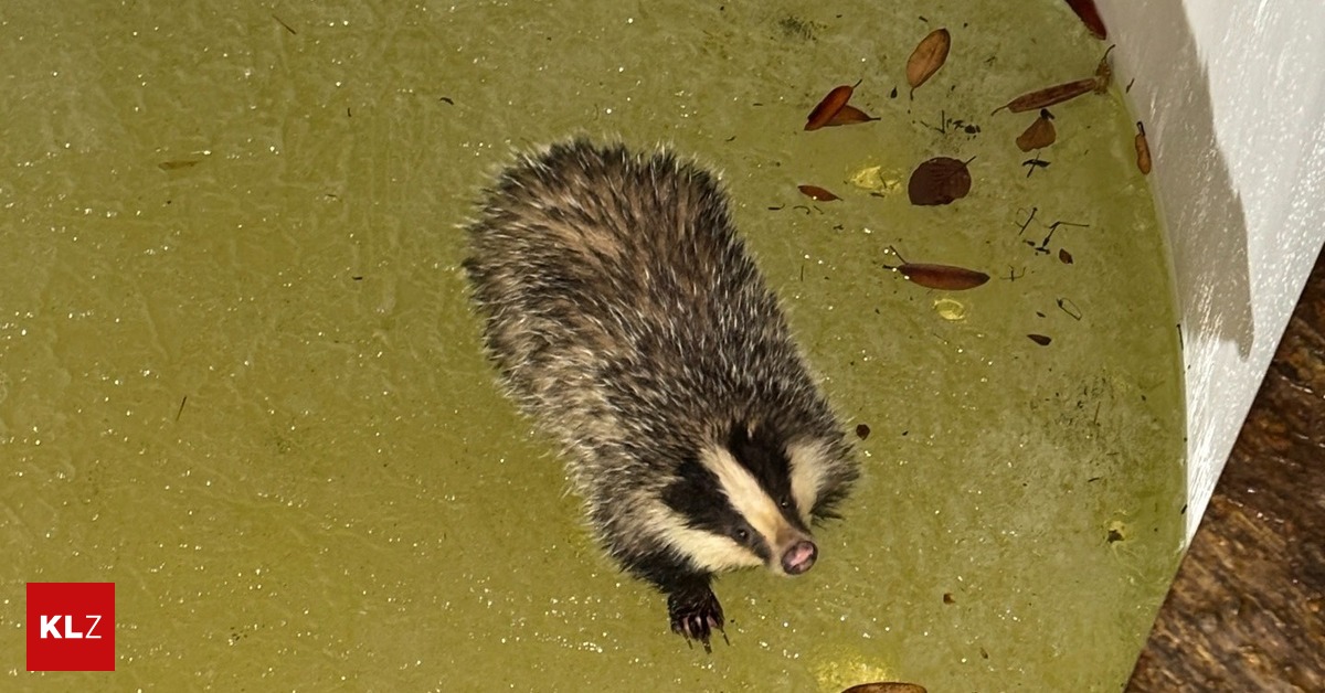 Dachs-aus-Pool-gerettet-Seine-Begeisterung-hielt-sich-in-Grenzen-