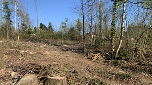 Baumstümpfe im Wald zwischen Moserwaldweg und Neue-Welt-Höhe