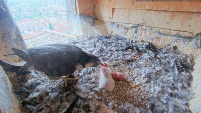 Das letzte Küken ist geschlüpft, jetzt sind die Vogeleltern 