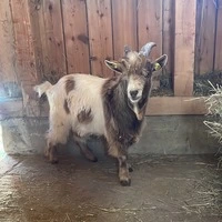 Zwergziegenbock Elvis ist am Grazer Lustbühel eingezogen
