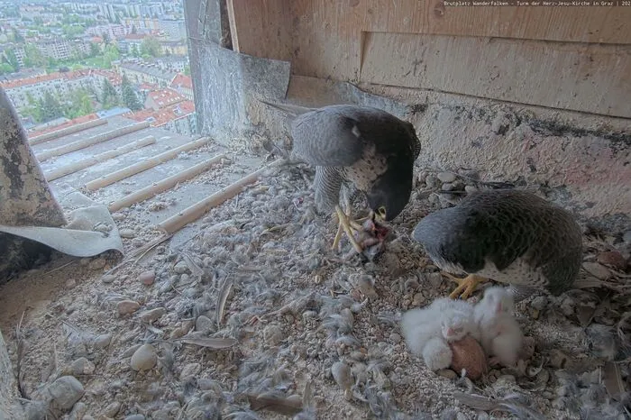 Die Eier legte das Weibchen zwischen 7. und 15. März, Mitte April schlüpften dann die Küken