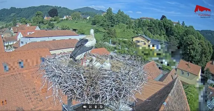 Drei Küken sind im Horst verblieben und entwickeln sich prächtig