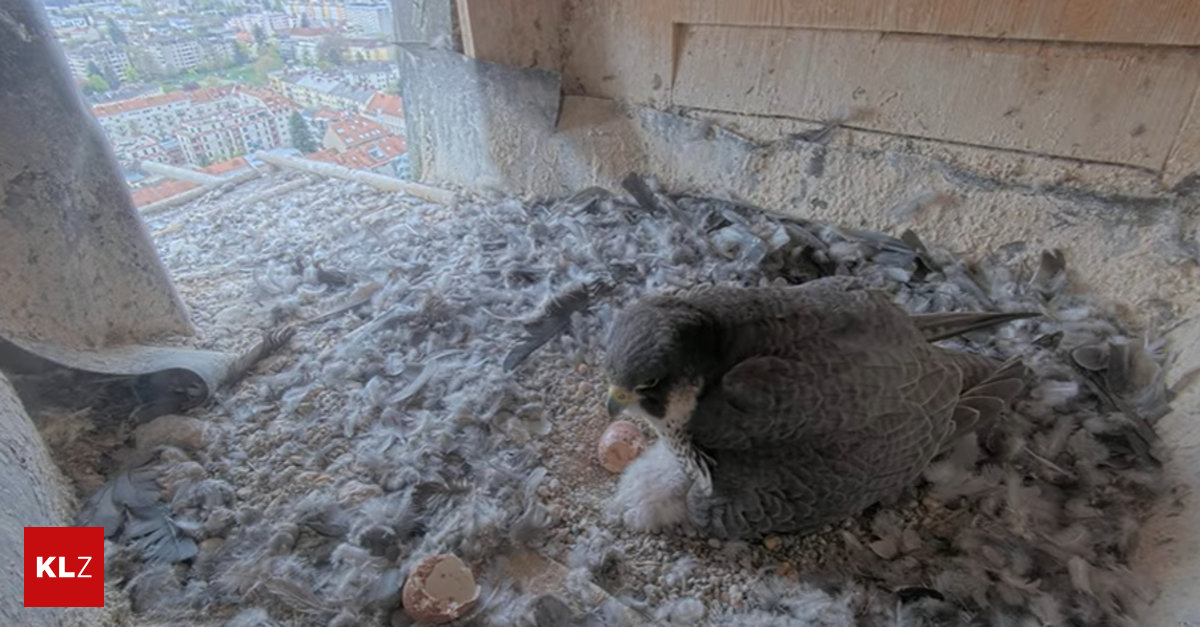 Grazer-Herz-Jesu-Kirche-Das-erste-K-ken-der-Wanderfalken-ist-geschl-pft