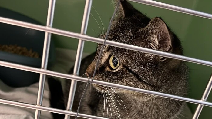 Wer kennt diese Katze?