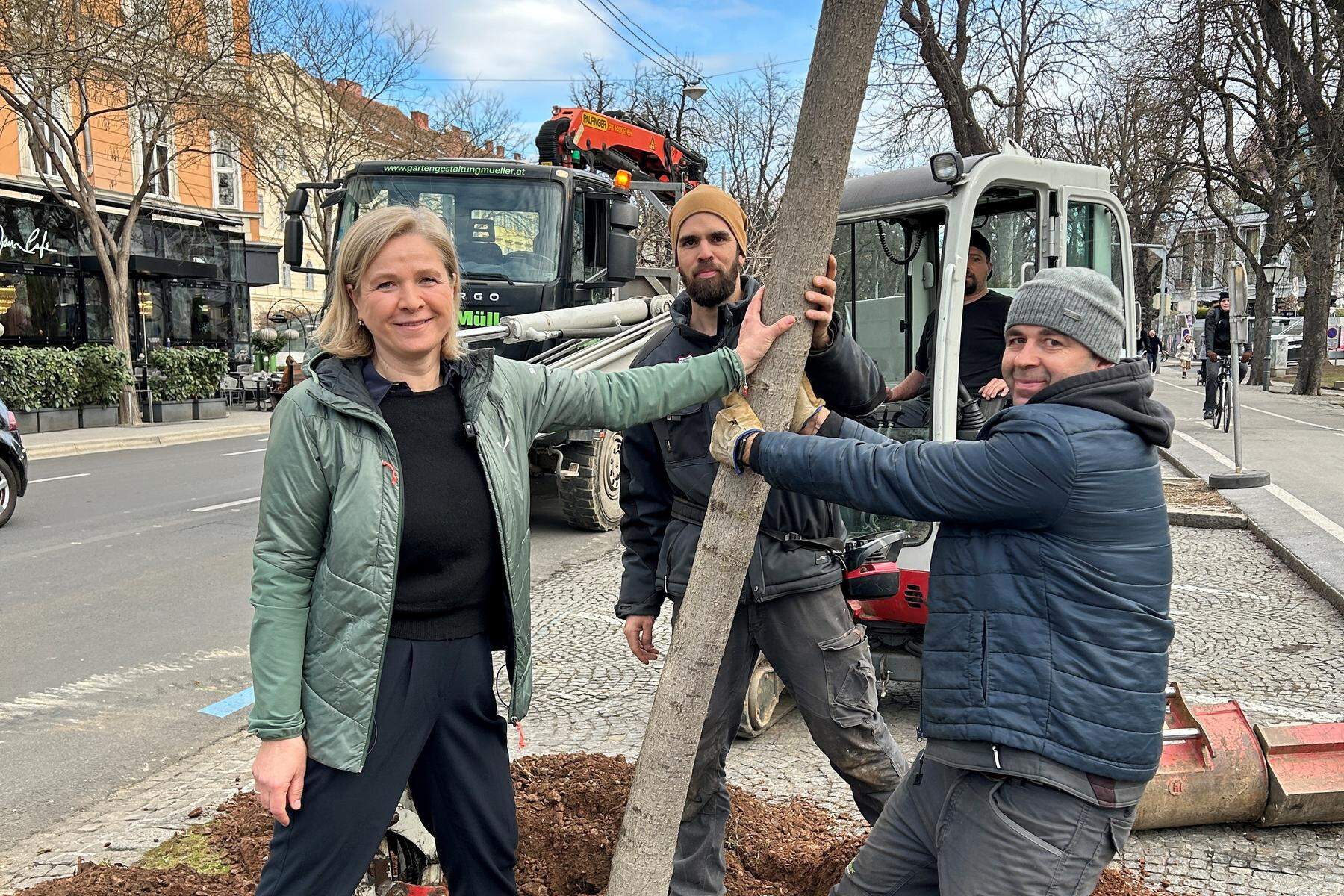 Vor Bauarbeiten am Opernring: Fünf Kastanienbäume wurden verpflanzt