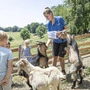 Im Streichelzoo und an den Weidezäunen können Grazerinnen und Grazer den Tieren nahe kommen – das hat allerdings immer wieder schwere Folgen für die Vierbeiner ... 