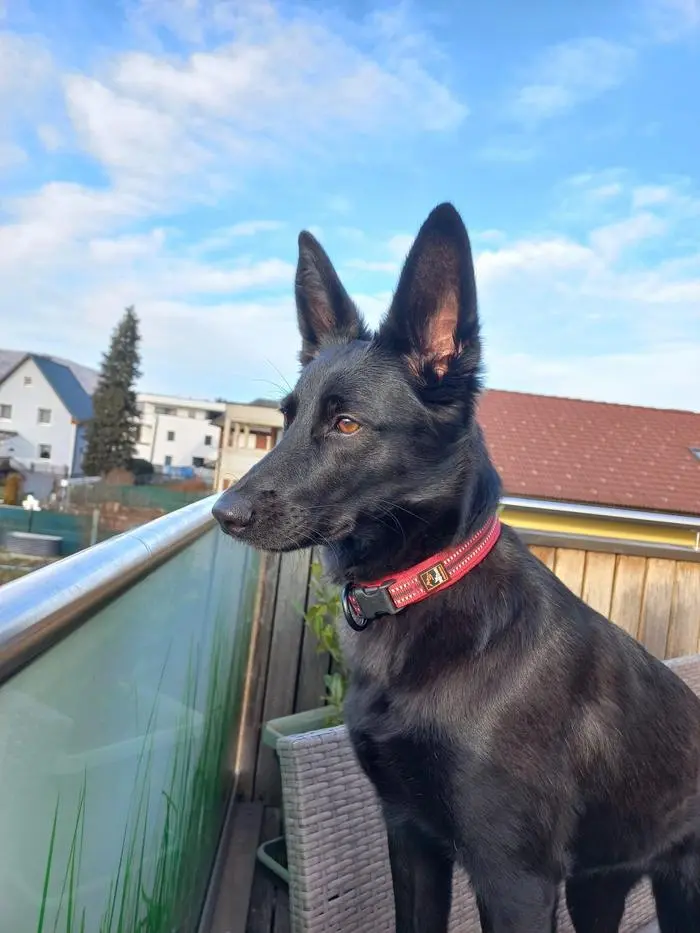 Hündin Ronja ist Sonntagfrüh verendet, vermutlich an einem Giftköder