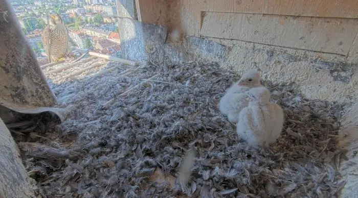 Nur noch zwei Küken sind im Nest