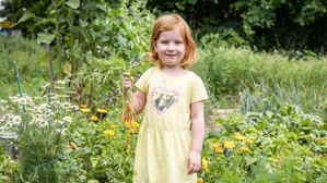 Gemüse ernten in der Stadt