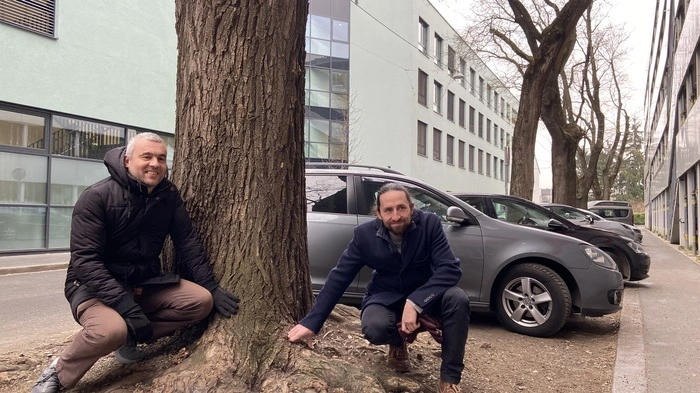 Bezirksvorsteher Christian Carli (KPÖ) und Grünraumexperte Thomas Stoiser zeigen die beschädigten Wurzeln eines Schnurbaums in der Zollgasse