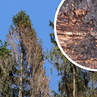 Von Borkenkäfer befallene Fichte und Fraßbild des Käfers