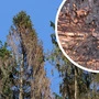 Von Borkenkäfer befallene Fichte und Fraßbild des Käfers