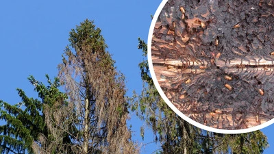 Von Borkenkäfer befallene Fichte und Fraßbild des Käfers