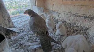 Eine Webcam lieferte im Vorjahr Livebilder vom Turm der Herz-Jesu-Kirche