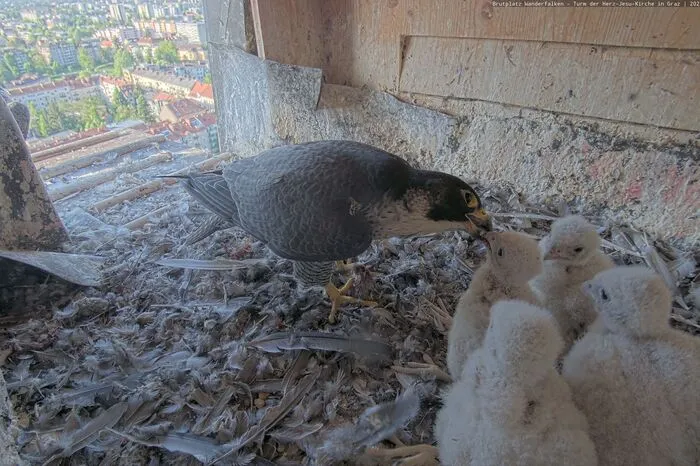 Die Kamera liefert Live-Bilder. Bewegt sich etwas im Nest, werden automatisch auch Fotos gemacht.