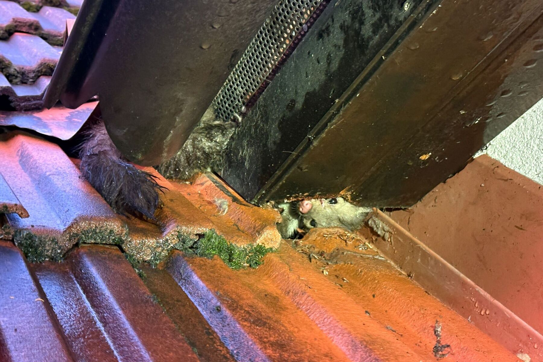 Kleiner Marder machte großen Radau – und biss seine Retter