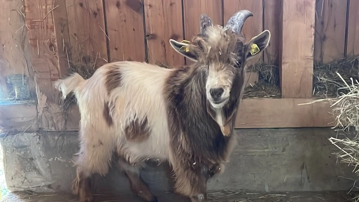 Zwergziegenbock Elvis ist am Grazer Lustbühel eingezogen