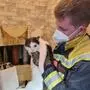 Die Katze konnte aus der Wand befreit werden