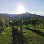 Am Samstag strahlte die Sonne auf die südsteirischen Weinberge in Leibnitz, wo über 23 Grad gemessen wurden - auch der Sonntag hat viel Sonne im Gepäck