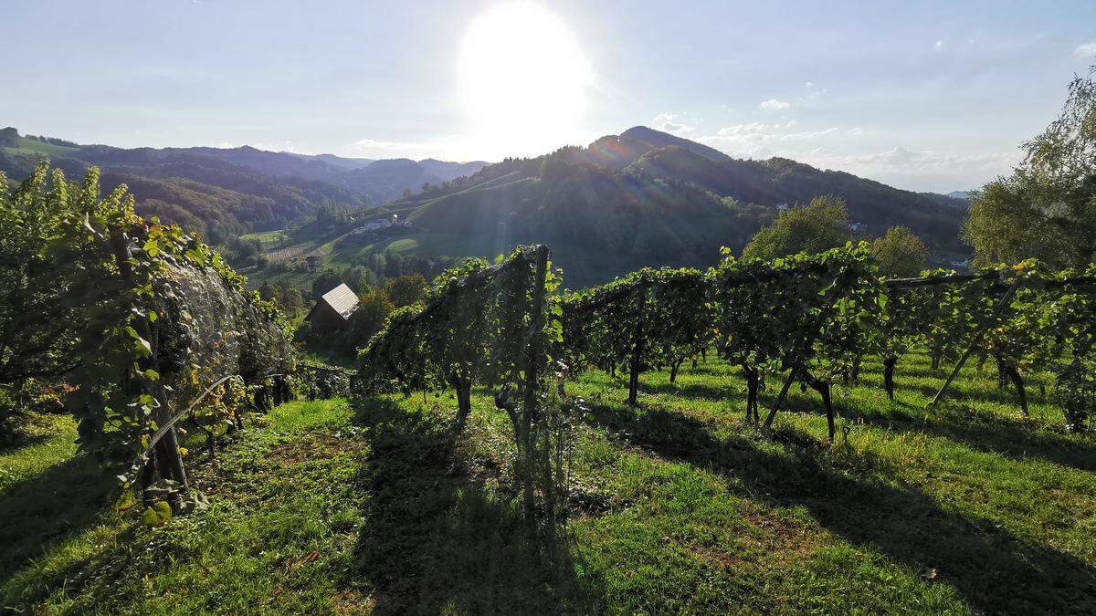 Am Samstag strahlte die Sonne auf die südsteirischen Weinberge in Leibnitz, wo über 23 Grad gemessen wurden - auch der Sonntag hat viel Sonne im Gepäck