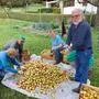 Obst- und Gartenbauvereine nehmen sich dem Erhalt der Streuobstkultur an