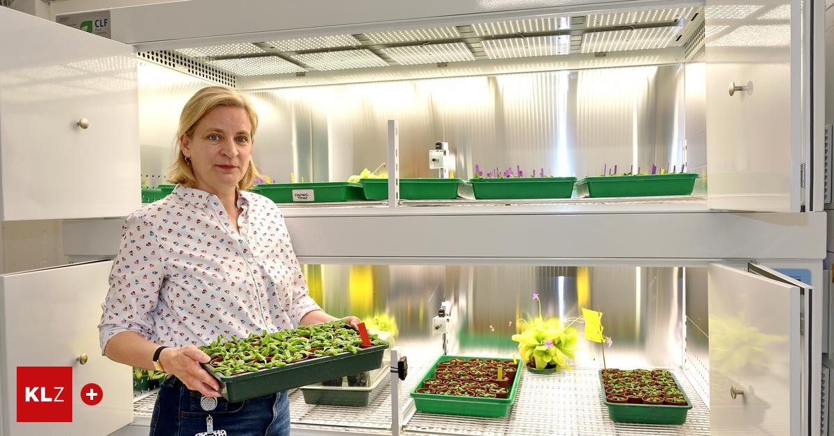 Wichtige-Erkenntnis-f-r-Pflanzenbau-Uni-Graz-fand-heraus-Ein-Hormon-ist-f-r-den-Pflanzenwachstum-zust-ndig